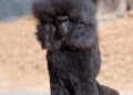 Poodle de juguete negro.