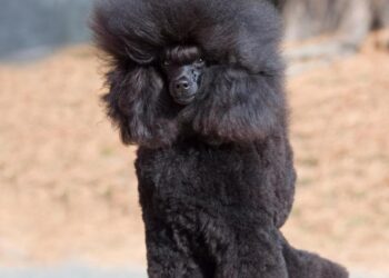 Poodle de juguete negro.