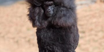 Poodle de juguete negro.