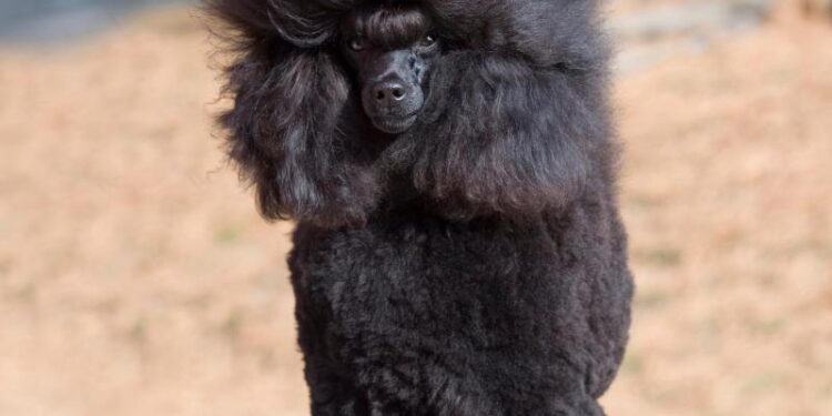 Poodle de juguete negro.