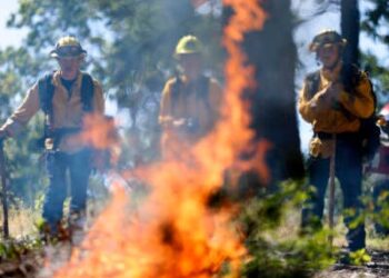 Los bomberos monitorean una quemadura controlada en el Pacific Union College Forest el 15 de mayo de 2025 en Angwin, California.