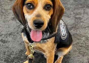 Sniffer perro con un chaleco.