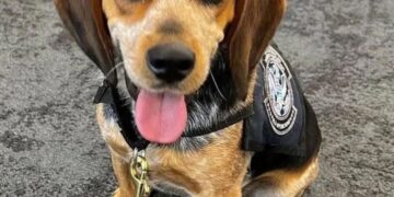 Sniffer perro con un chaleco.