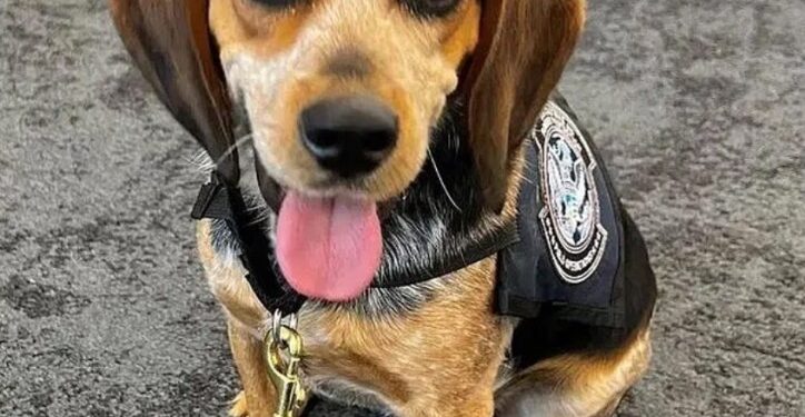 Sniffer perro con un chaleco.