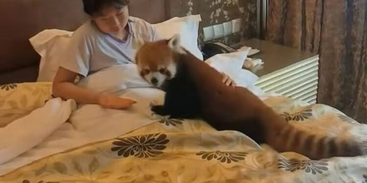 Mujer en la cama con un panda rojo.