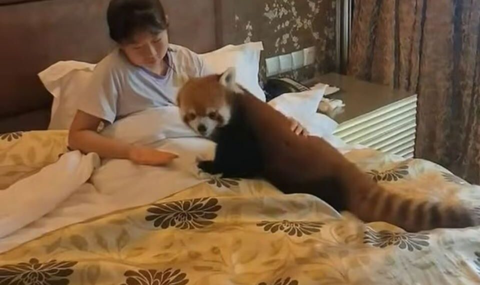 Mujer en la cama con un panda rojo.
