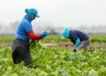 Los trabajadores agrícolas tienden a cultivos mientras usan ropa para protegerlos del sol