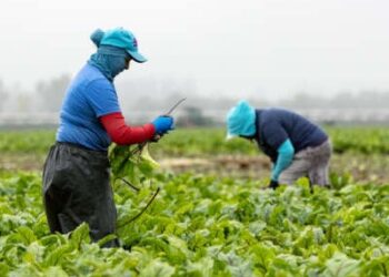 Los trabajadores agrícolas tienden a cultivos mientras usan ropa para protegerlos del sol
