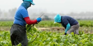 Los trabajadores agrícolas tienden a cultivos mientras usan ropa para protegerlos del sol