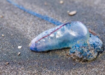 Pequeñas medusas Man-O-War en una playa de arena.