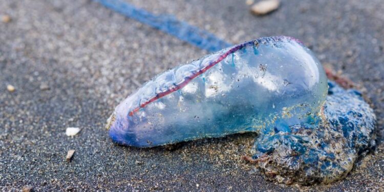 Pequeñas medusas Man-O-War en una playa de arena.