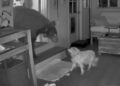 Imágenes de la cámara de seguridad de un perro que enfrenta un oso dentro de una casa.