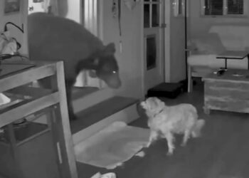 Imágenes de la cámara de seguridad de un perro que enfrenta un oso dentro de una casa.