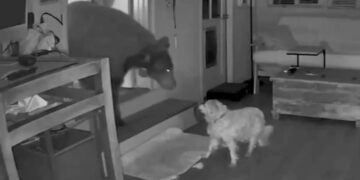 Imágenes de la cámara de seguridad de un perro que enfrenta un oso dentro de una casa.