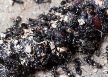 Primer plano de hormigas comiendo una lombriz de tierra muerta.