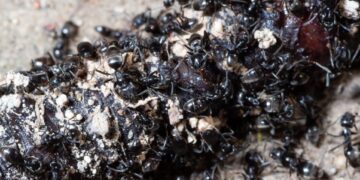 Primer plano de hormigas comiendo una lombriz de tierra muerta.