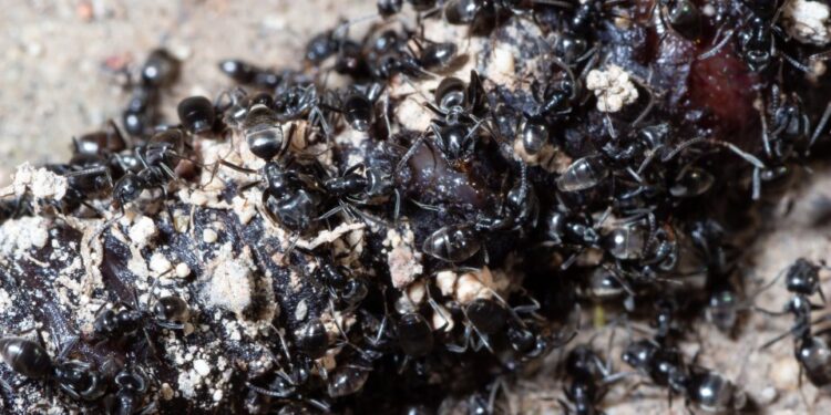 Primer plano de hormigas comiendo una lombriz de tierra muerta.