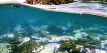 Esta foto submarina tomada el 5 de abril de 2024 muestra coral blanqueado y muerto alrededor de la isla Lizard en la gran barrera de arrecife, ubicada a 270 kilómetros (167 millas) al norte de la ciudad de Cairns.