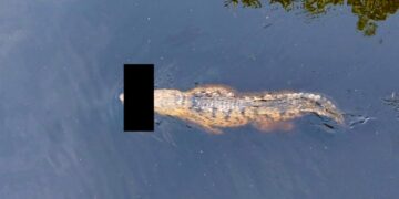 Cocodrilo en agua con algo oscurecido en su boca.