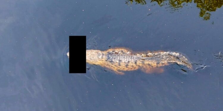 Cocodrilo en agua con algo oscurecido en su boca.