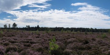 Paisaje de Heather con árboles y cielo azul.
