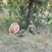 Dos hombres atados sentados debajo de un árbol.