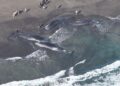 Vista aérea de las ballenas en tierra en una playa con espectadores.