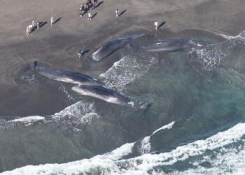 Vista aérea de las ballenas en tierra en una playa con espectadores.