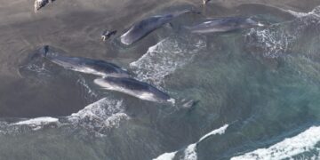 Vista aérea de las ballenas en tierra en una playa con espectadores.