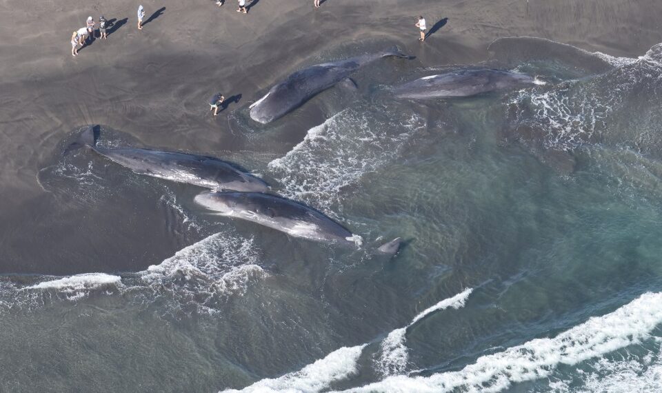 Vista aérea de las ballenas en tierra en una playa con espectadores.