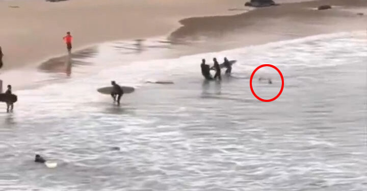 Los espectadores rescatan a un adolescente de un ataque de tiburones.