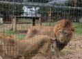 Dos leones detrás de un recinto de zoológico.