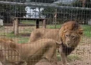 Dos leones detrás de un recinto de zoológico.