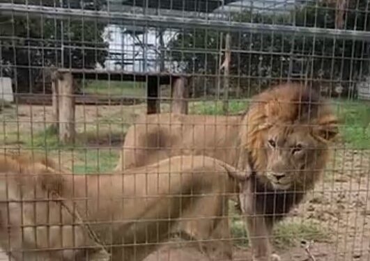 Dos leones detrás de un recinto de zoológico.