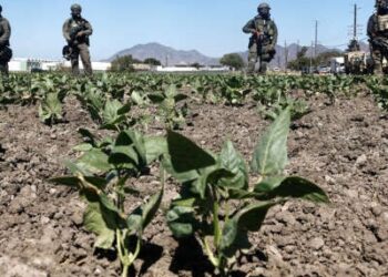 Los agentes federales bloquean y se paran en un campo durante una redada de inmigración de hielo en una granja de cannabis con licencia cercana el 10 de julio de 2025 cerca de Camarillo, California.