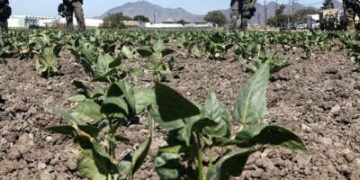 Los agentes federales bloquean y se paran en un campo durante una redada de inmigración de hielo en una granja de cannabis con licencia cercana el 10 de julio de 2025 cerca de Camarillo, California.