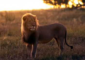 León de pie en hierba alta al atardecer.