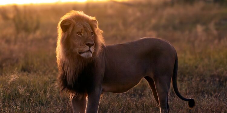 León de pie en hierba alta al atardecer.