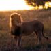 León de pie en hierba alta al atardecer.