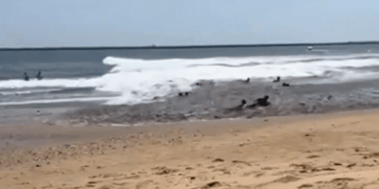 Sells en una playa cerca del océano.