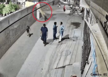 Imágenes de la cámara de seguridad de un león que escapa y lesionando a las personas.