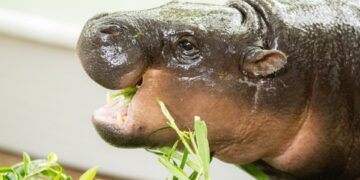 Hipopótamo pigmeo comiendo verdes.
