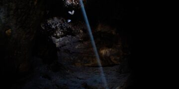 Bats en Tinshemet Cave, Israel.