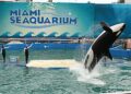 Lolita, una tendencia asesina, actuando en el Miami Seaquarium.