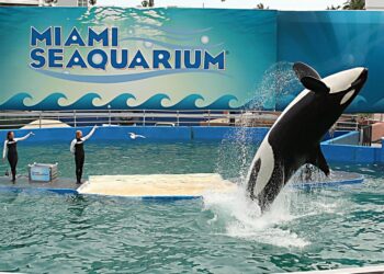 Lolita, una tendencia asesina, actuando en el Miami Seaquarium.
