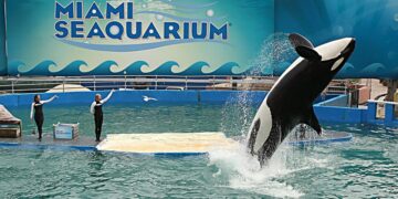 Lolita, una tendencia asesina, actuando en el Miami Seaquarium.