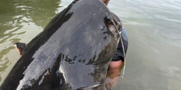 Hombre sosteniendo un bagre de 2.68 metros de largo.