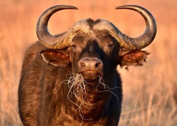 Dos búfalos del Cabo en hierba alta.