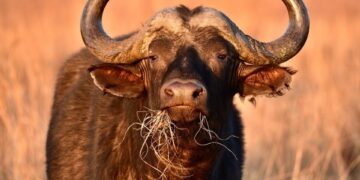 Dos búfalos del Cabo en hierba alta.