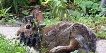 Conejos zombies con cuernos en Fort Collins Colorado